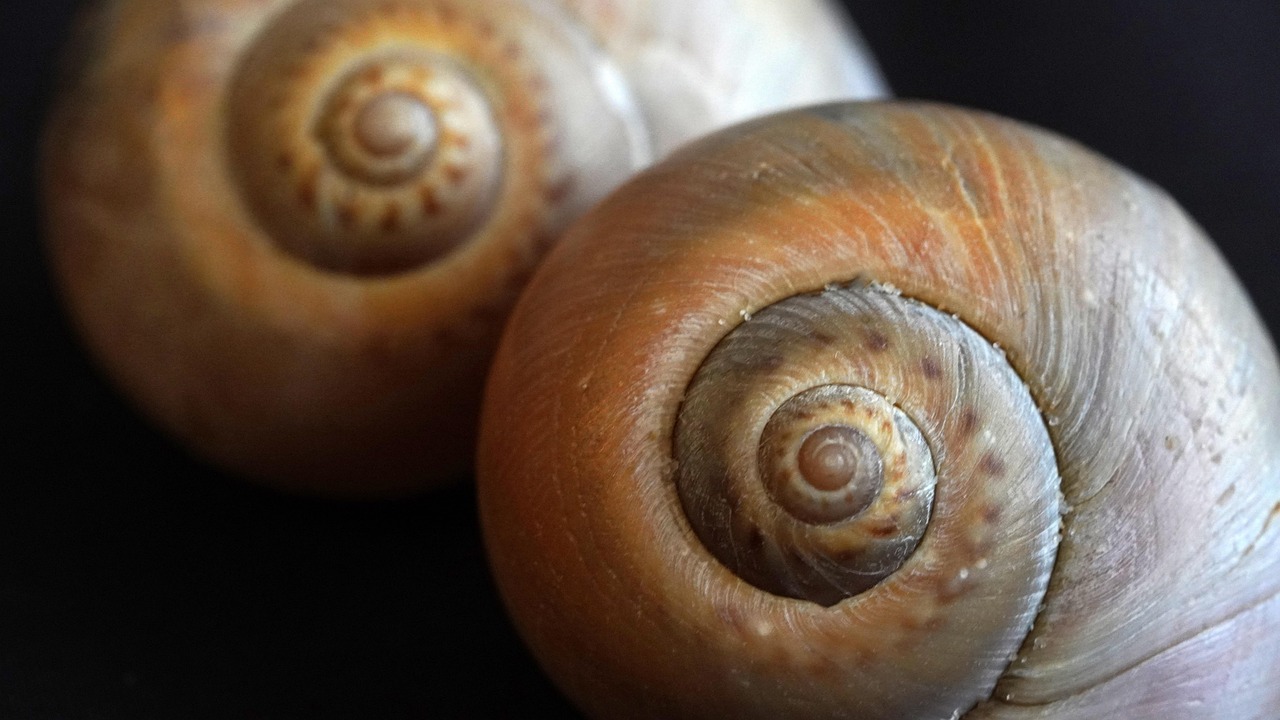 中麦通讯实名账号:怎么无限注册4399账号