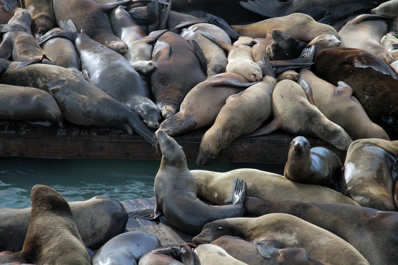 tumblr视频详情下载教程app