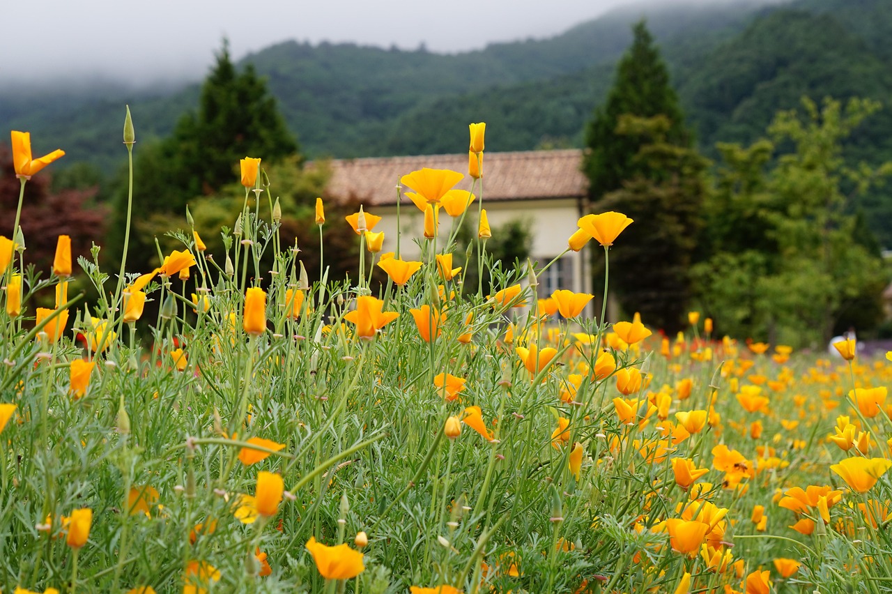 环形战争：日本租车app详情下载教程