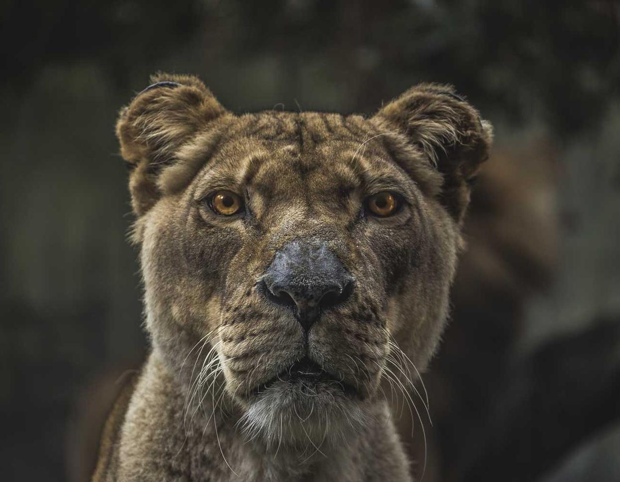 DDOS攻击平台|大同宠物购买平台