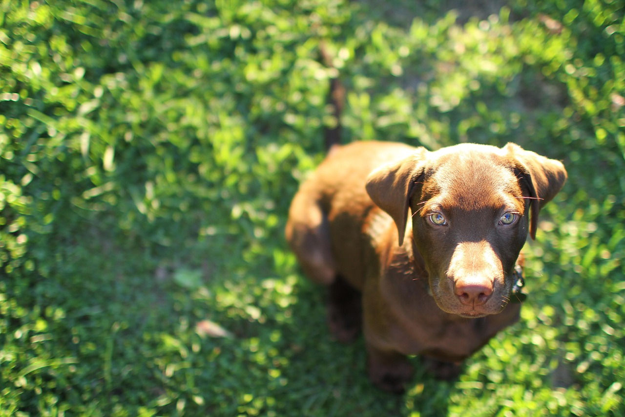 技术支持开发者可以获得的利润有多少